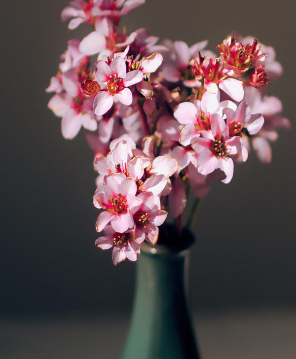 Bundle of Blooms